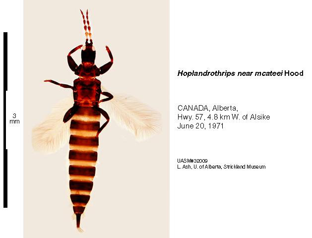 Hoplandrothrips nr. mcateei